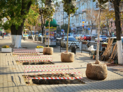 Позорным компромиссом назвал запланированную посадку деревьев в Ростове федеральный эксперт 