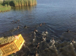 В водоемы Ростовской области выпустили 400 уток-крякв