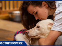 Ростовчане могут забрать собаку или кошку из приюта во время фестиваля животных