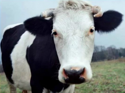 Похищение крупного рогатого скота совершил 33-летний мужчина в Ростовской области