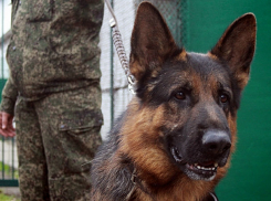 Псы обнаружили у 25-летнего жителя Ростовской области более шести кг наркотиков