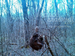 Висящую человеческую голову обнаружили подростки в роще рядом с поликлиникой в Ростове