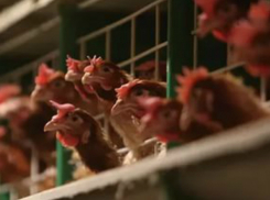 Подозрительных кур из Ставрополья задержали в Ростовской области