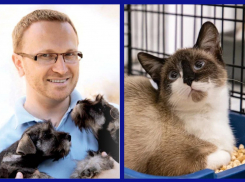 «Старайтесь беречь питомцев»: как правильно защитить любимцев от зноя, рассказал ростовский профессор