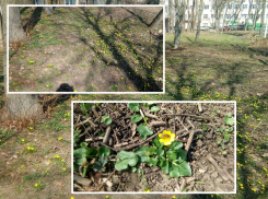 Ростовчане вслед за куличами поделились фотографиями расцветающего города