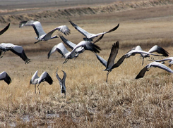 Жители Дона посчитают журавлей во время всемирной акции