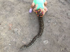Маленькая девочка прокатилась на огромном питоне в Ростове-на-Дону