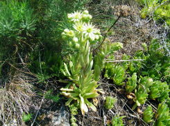 В Ростовской области можно встретить редкое растение с медовым запахом