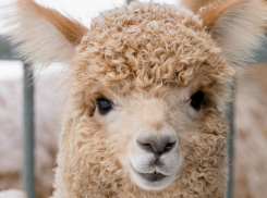 Галантный альпака приехал жениться на ростовской красавице Альме