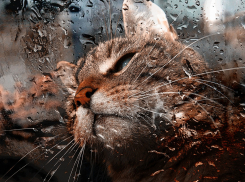 Дождь и шквалистый ветер ожидает ростовчан в субботу, 25 января