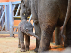 Новорожденную девочку-слоненка губернатору Ростовской области предложили назвать Трампом
