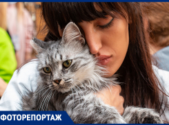 Трогательная выставка бездомных кошек прошла в Ростове-на-Дону