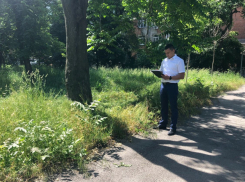 На территории города в Ростовской области нашли 2 гектара амброзии