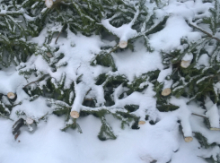 Елочные браконьеры активизировались перед Новым годом в Ростовской области 