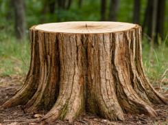 Слюсарь ввел новое правило о вырубке деревьев после скандала в Новочеркасске