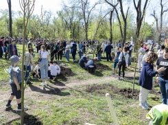 В День древонасаждения в Ростове высадили шесть тысяч деревьев и кустарников