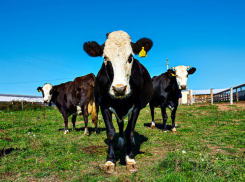 Молочную ферму построит краснодарский «Агрокомплекс» в Ростовской области