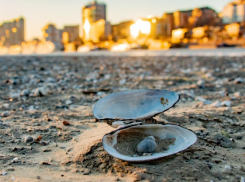 В Ростовской области 2020 год стал самым засушливым в истории