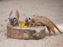 В Ростовском зоопарке возобновились показательные кормления животных