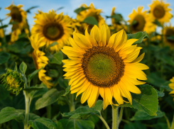 В воскресенье в Ростов вернется жара