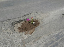 Неизвестный ростовчанин решил посадить в яме на дороге живые цветы 