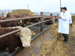 В Ростовской области лейкоз обнаружили у 15 тысяч коров