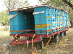 Опасно подозрительных пчел завезли беспечные ростовские пасечники в Орел