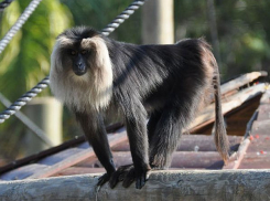 В ростовский зоопарк едут макаки из Израиля 