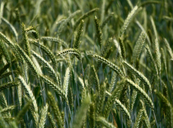 В Ростовской области ливни с градом уничтожили 10 тысяч гектаров посевов