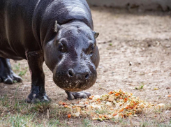 Старейшему карликовому бегемоту из Ростовского-на-Дону зоопарка исполнился 51 год