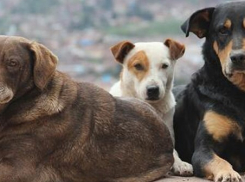 На отлов бездомных кошек и собак в Ростове выделят 3 миллиона рублей