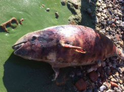 Мертвого детеныша дельфина обнаружили на грязном берегу Азовского моря под Ростовом