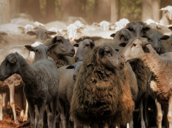  Из-за отсутствия документов при перевозке отару овец отправили на карантин в Ростовской области 