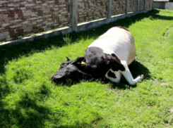 Забредший на ферму дикий лис спровоцировал вспышку бешенства в Ростовской области