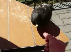 Наглые и беспринципные голуби начали объедать посетителей ростовских кафе