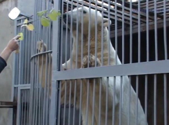 До свидания, мой ласковый мишка: Тепрей из ростовского зоопарка переехал в Казань к невесте