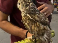 Ростовчанку возмутило издевательство над птицами на набережной 