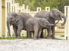 Ростовский зоопарк попросил о помощи