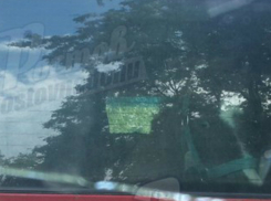 «Бешеный» пони в багажнике автомобиля вызвал смех и недоумение у жителей Ростова