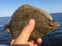 Численность камбалы в Азовском море за семь лет увеличилась в 30 раз