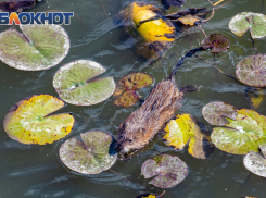 До +18 может потеплеть в Ростове на выходные