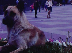 Ростовская дворняга с тягой к знаниям облюбовала себе место в обители прекрасного