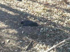 Массовая гибель грачей из-за «пиршества» на известной свалке произошла в ботаническом саду Ростова