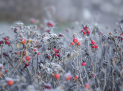 На этой неделе в Ростове ожидается пасмурная погода и заморозки