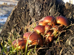 Грибная поляна в феврале поразила жителей хутора в Ростовской области 