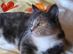 Своенравная красавица отказалась есть со стола и осталась без семьи в Ростове