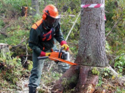 Вырубать деревья ради строительства парка - полный абсурд, но в Ростове так делают, - эксперт