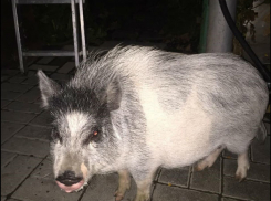 В Ростове у пригородного вокзала нашли большого кабана