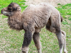 Ростовчанам предлагают выбрать имя для верблюжонка