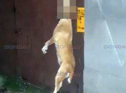 Дьявольски злые живодеры повесили убитую собаку на воротах под Ростовом